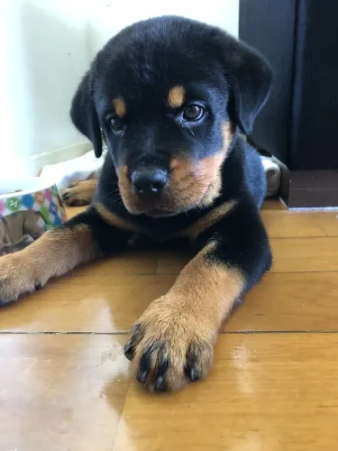 Filhote Rottweiler