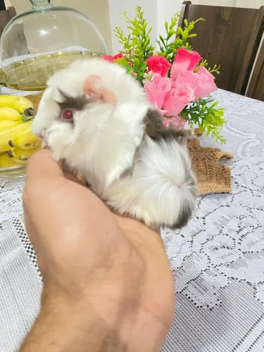 Porquinho da Índia peruano de raça puro 