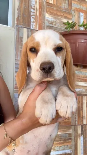 Beagle filhote 