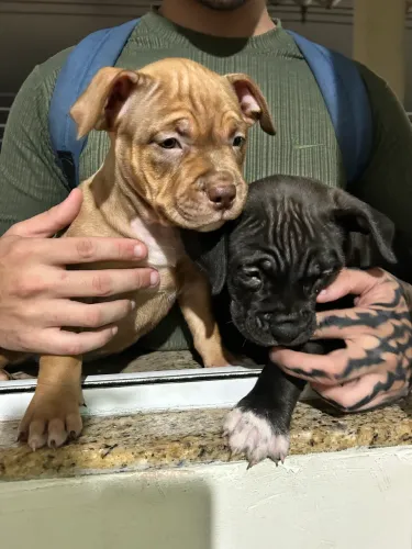 American Bully 