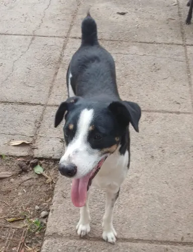 Lindo Adoção