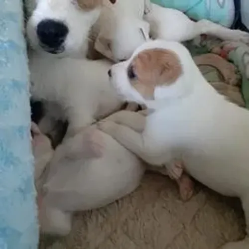 Jack Russell Terrier,Jack Russell Terrier Filhote Disponível Alta Qualidade
