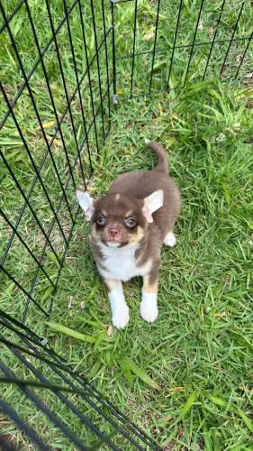 Filhote Chihuahua Chocolate 