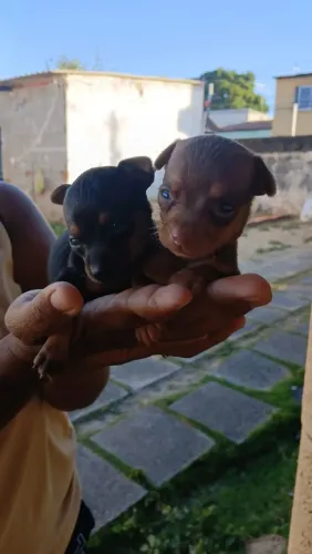 Pinscher zeroooo