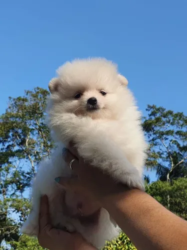 Spitz Alemão Anão/Lulu da Pomerânia Fêmea!!!