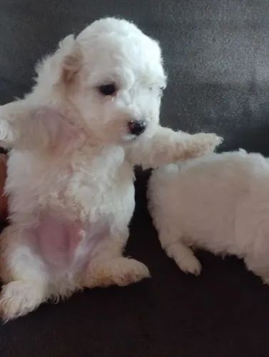 Filhote de poodle toy