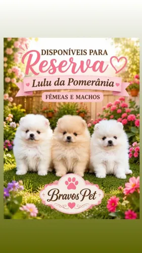 Lulu da Pomerânia fêmeas e machos