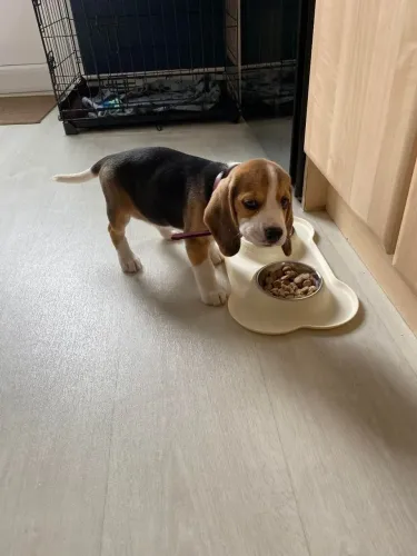 Beagle Uma carinha assim merece ser conhecida