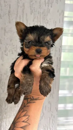 Filhote Yorkshire Terrier, Seus melhores momentos começarão ao lado de um filhotinho!
