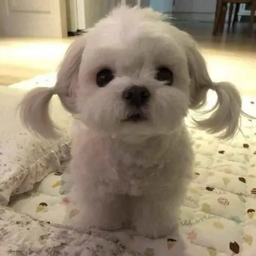 Filhote Maltês, esses filhotes podem causar amor à primeira vista!