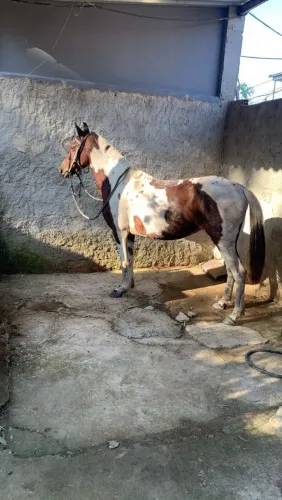 Égua manga larga homozigota aceito moto como troca. Ver as informações.