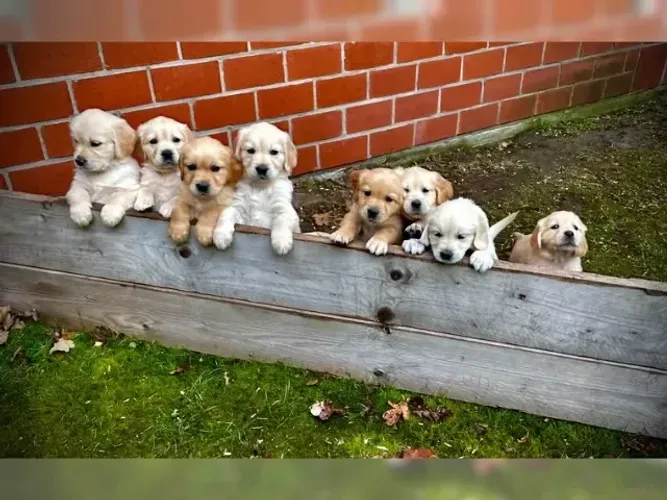 Bebezinho Golden Retriever companheiros e muito dóceis