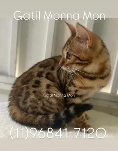 Bengal Fêmea Castrada
