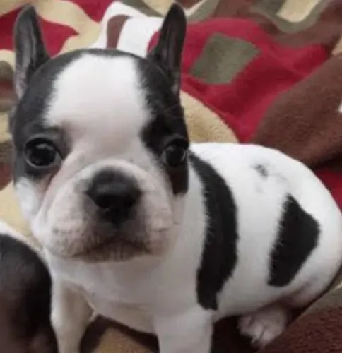 Bulldog Francês Filhotes Machos e Fêmeas. 