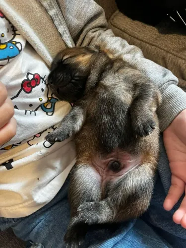 Filhotes de chow chow - puros ! Vacinados e vermifugados .