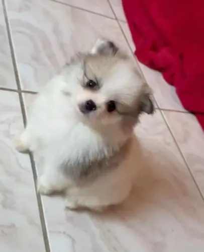 Lulu da Pomerânia Spitz Alemão filhote