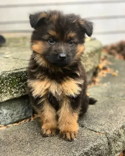 Pastor O presente ideal para quem ama animais