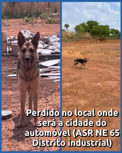 Adoção responsável