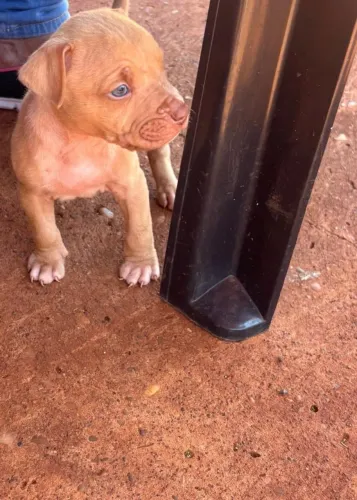 filhote Pitbull