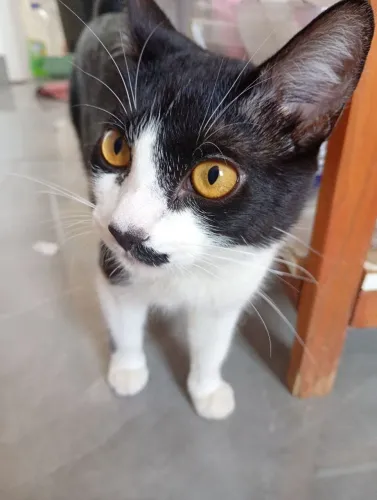 Doação de gato macho