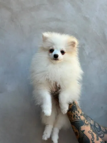 Filhotes Macho Pomeranian com Pedigree 