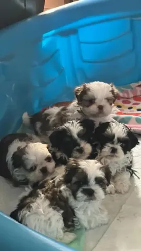 Shih Tzu O presente que vai fazer seu amor sorrir todos os dias