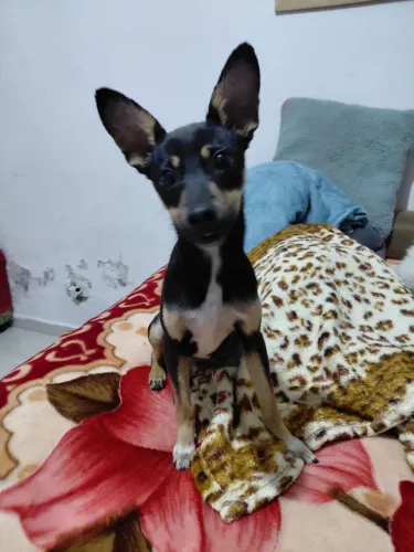 Doação de cachorro