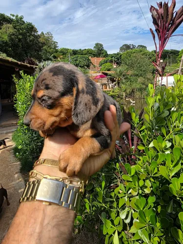Vendo 4 filhotes machos basset alerquim teckel dachshund