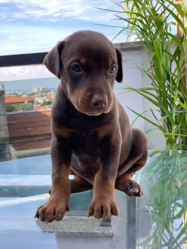 Filhote de Doberman