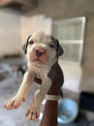Filhote Pitbull