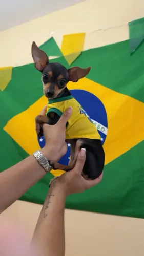 Pinscher 0