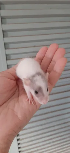 Rato twister