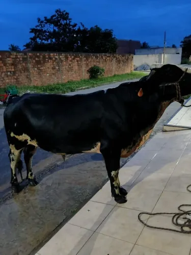 Vendo boi holandês 