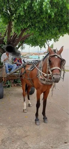 Vende se Cavalo com carroça