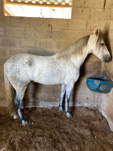 Cavalo castrado de pista