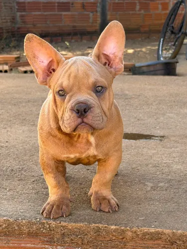 American Bully Micro Exótico