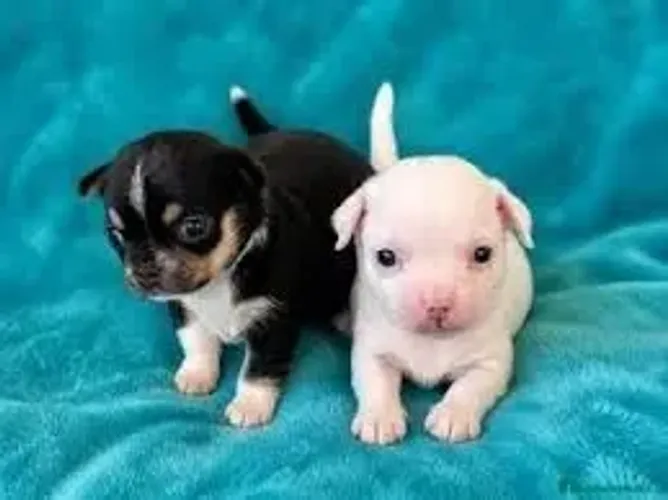 pinscher x fox Respondo pelo 9.9751.6491