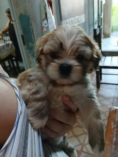 VENDO LHASA APSO MACHO