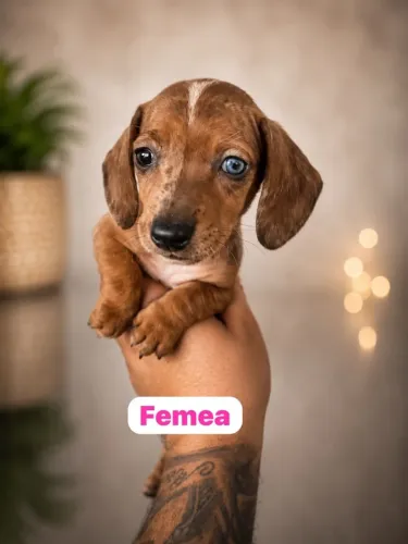 Dachshund conquistando corações todos os dias
