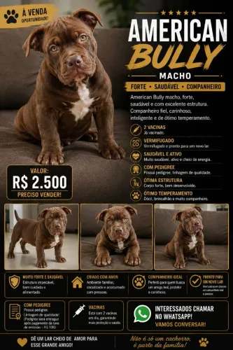 American Bully Macho à Venda