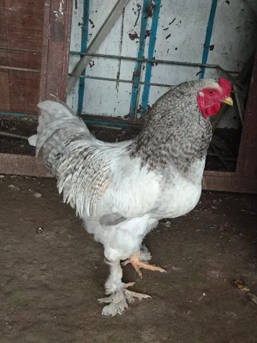Galo brahma