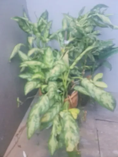 Vasos completos com plantas prontas para retirada de mudas