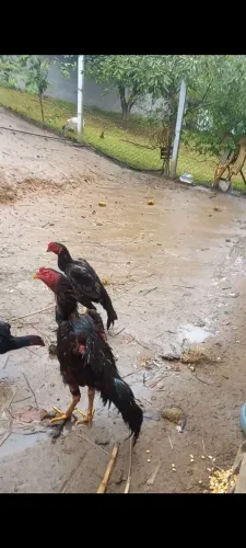 Galo e aves de raça