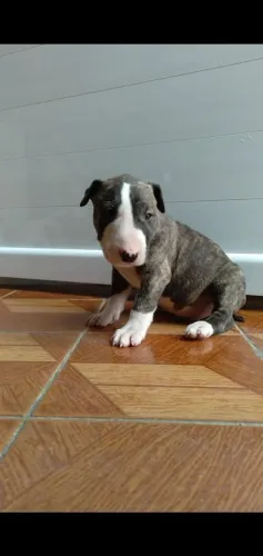 Bull terrier macho o presente ideal pra quem gosta de exclusividade 