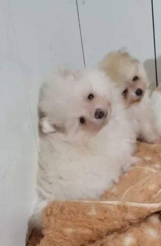 Machinho de lulu anaozinho