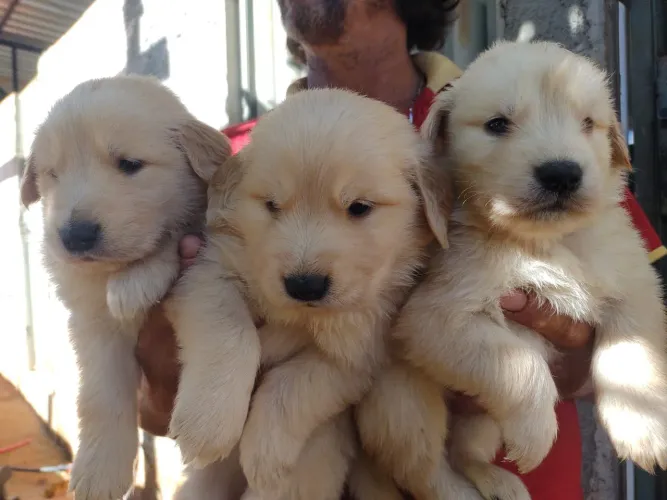 Golden Retriever puros com ótima genética