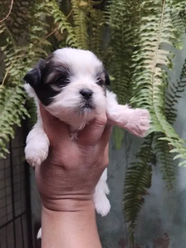 Cachorro