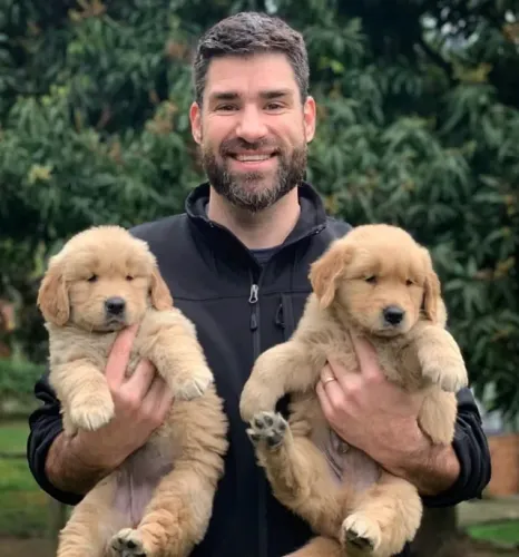 goldem retrivie