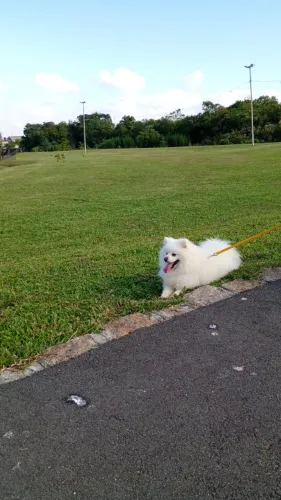 ? Spitz Alemão de 2 anos à venda - Microchipado - R$ 2.000