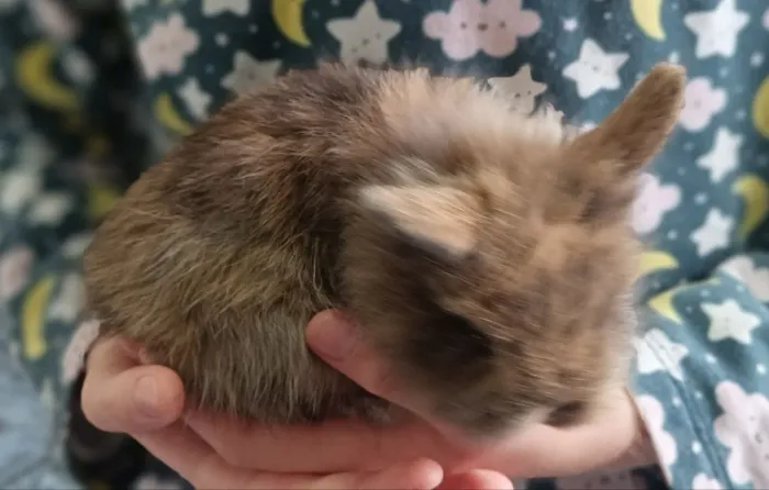 Coelho fêmea filhote 50 dias Mini Lion coloração Arlequim